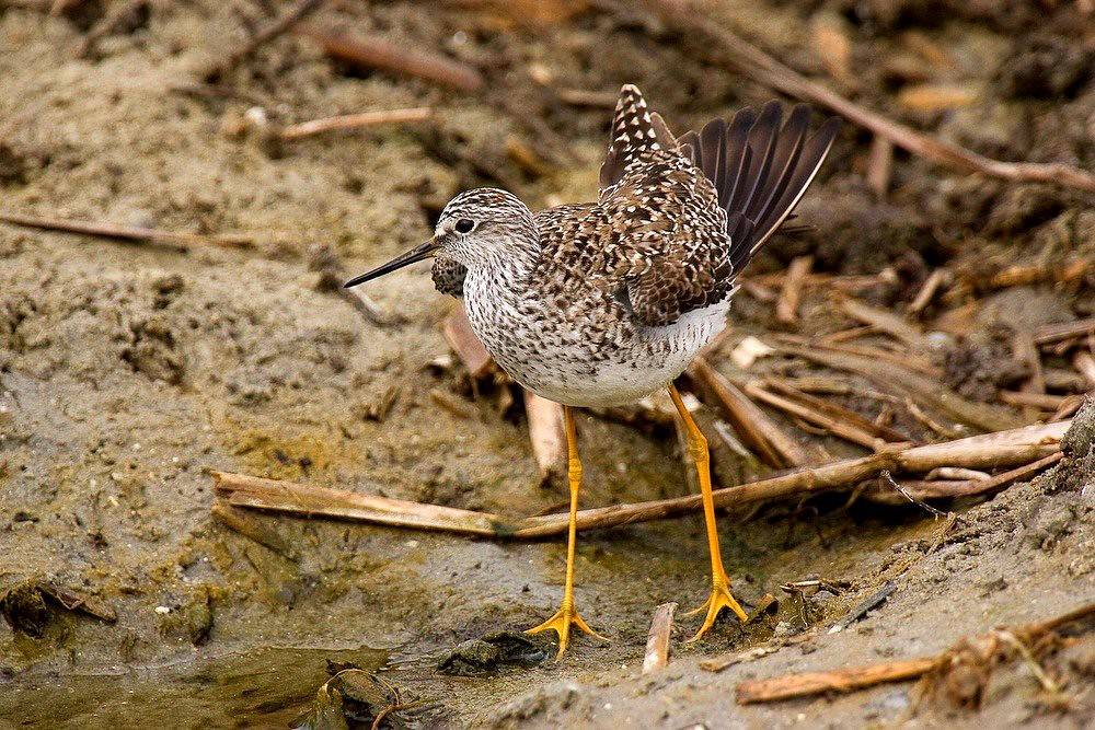 Lesser Yellowlegs - Lower Rio Grande Valley_H8O5235-72 by fveronesi1 is licensed under CC BY-NC-SA 2.0.